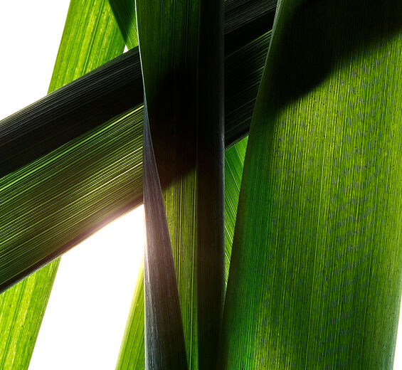 Giant Proven&ccedil;al r&oslash;r-&Oslash;kologisk k&aelig;mpe proven&ccedil;alsk r&oslash;r ekstrakt-Arundo Donax Stem Extract